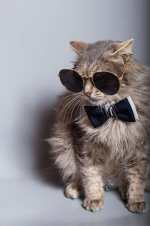 Fancy funny cat dressed up with bow tie and big sunglasses, close up on gray background.の写真素材
