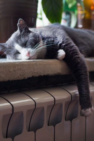 Grey cat relaxing on a warm radiator