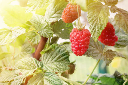 Branch of raspberry with big red ripe berries in sunlightの写真素材