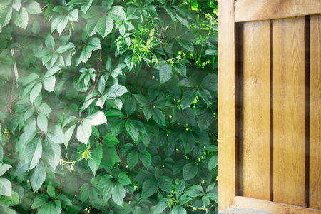 Open door with sunlight and green leaves