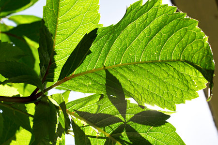 Grape leaves on Sunlightの写真素材