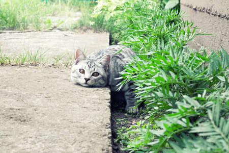 Cat lies on a stone path in green grass on the summer garden backgroundの写真素材