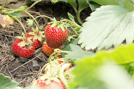 Fresh red strawberry with bush leavesの写真素材