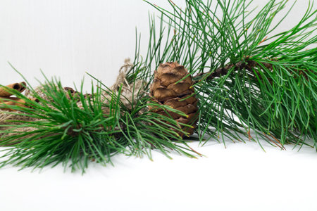 Green coniferous cedar branch with cones closeup on white wooden background