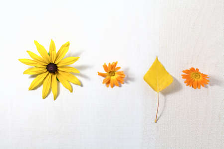 Bright yellow autumn leaves, and orange physalis flowers on a white background with copy space for text. Beautiful autumn frame. Top view photoの写真素材