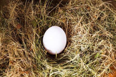 White eggs in a brown nest representing a typical nest egg.の写真素材