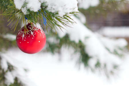 Red christmas ball hanging on pine branches covered with snow.の写真素材
