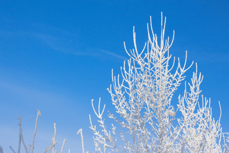 Tree branches in the frost on a blue sky background . winter or frozen or snow or holiday concept