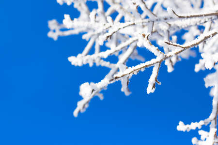 Branch tree in frost snow on blue sky backgound . Winter or frozen or holiday conceptの写真素材