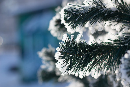 Branch fir in snow in sunlight . Winter or christmas holiday conceptの写真素材