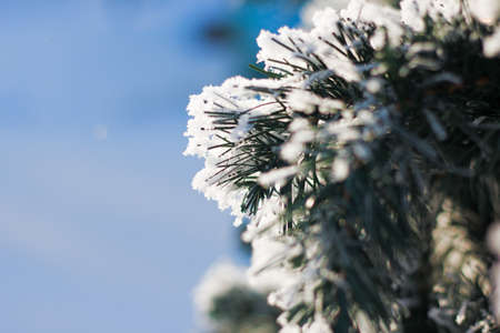 Branch fir in snow in sunlight . Winter or christmas holiday conceptの写真素材