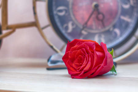 beautiful bud red big rose on vintage backgroundの写真素材