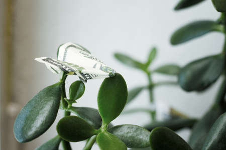 small airplane from a paper bill dollar on a green tree . money conceptの写真素材