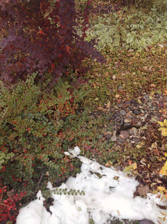 autumn garden with snowの写真素材