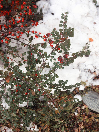 red berries on white snow