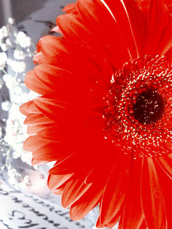 big red beauty flower backgroundの写真素材
