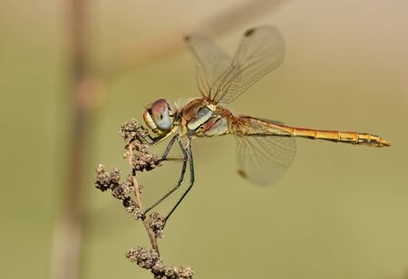 wildlife and dragonfliesの写真素材