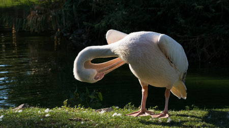 photos of wildlife and wild Pelicansの写真素材