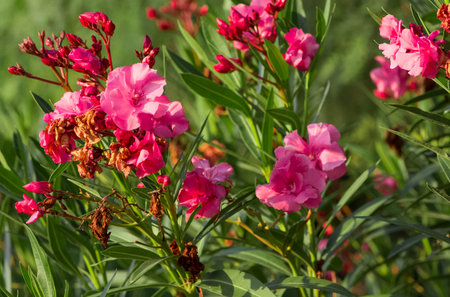 photos of Oleander flower