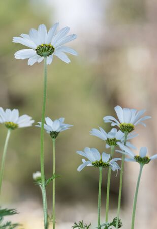 wild white daisy flowerの写真素材