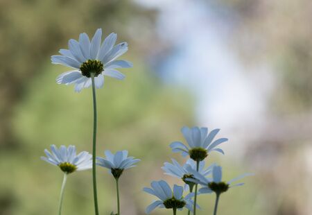 wild white daisy flowerの写真素材