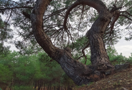 photos of trees and forests