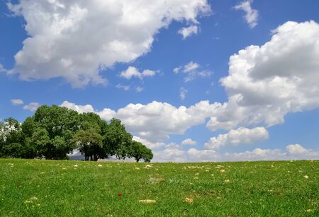 photos of trees and forestsの写真素材