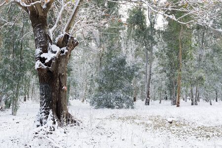 snow winter photosの写真素材