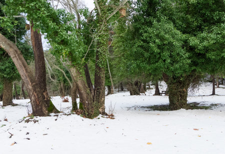 snow winter photos