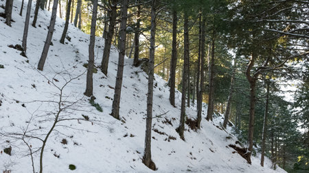 snow winter photosの写真素材