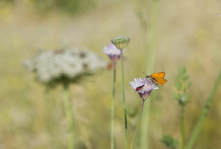butterflies in natural lifeの写真素材