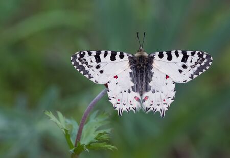 photos of butterflies in natural lifeの写真素材