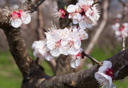 photos of flowering apricot tree and apricot flowersの写真素材