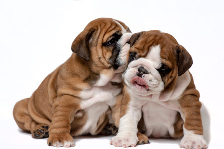 English bulldog puppy standing, isolated on white