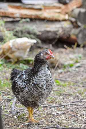 Free range happy Rhode Island Red chicken walking on grassの写真素材