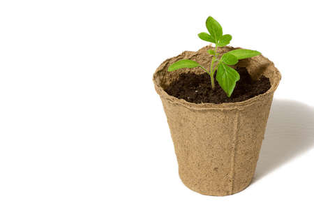Young tomato seedling sprouts in the peat pots isolated on white background. Gardening conceptの写真素材
