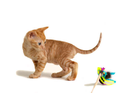 Little kitten Ural Rex stands and looks back at the toy isolated on a white background.の写真素材