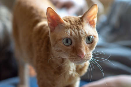 Adorable curly cat Ural Rex stands and looks forward with green eyes.の写真素材
