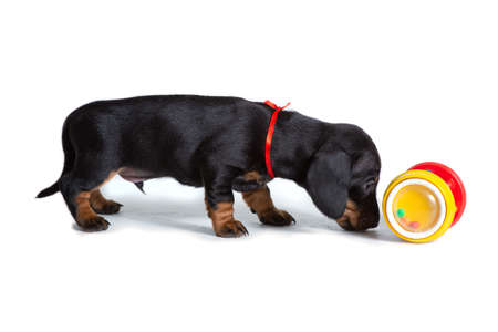 A beautiful Dachshund puppy stands next to the toy and sniffs it. The concept of games with Petsの写真素材