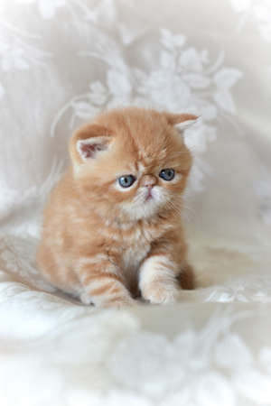 Red exotic Shorthair kitten sitting on a gray background, looking down and raised his paw. The concept of Pets.の写真素材