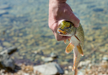 Pike in the hands of a fisherman. Pikes face with an open mouth.の写真素材