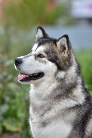On the street portrait Malamute dog close-up, sitting sideways, looking to the side.の写真素材