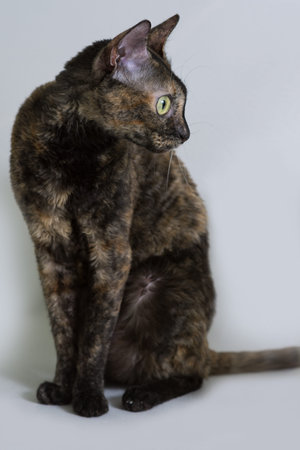 Charming curly cat Ural Rex sits on the bed and looks with big green eyes to the side. Color black...