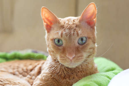 Adorable curly cat Ural Rex lies on the bed in front of the window and looks green eyes at the camera. Close-up portrait. The concept of a rare breed of cats and an exclusive pet.の写真素材