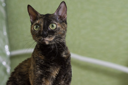 Charming curly cat Ural Rex sits on the bed and looks with big green eyes. Color black tortoise. The concept of a rare breed of cats and an exclusive pet.の写真素材