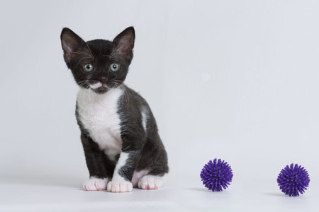 Little kitten Ural Rex sits and looks at the toys isolated on a white background. Color: black...
