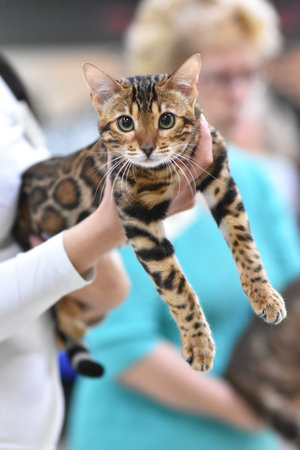 Chelyabinsk, Russian Federation - 08 September 2018. Bengal cat brown spotted tabby color in the hands of the owner participates in the exhibition of cats.Portrait front.のeditorial素材