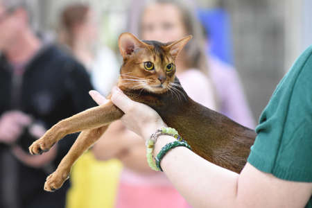 Chelyabinsk, Russian Federation - 08 September 2018. Abyssinian cat classic wild color in the hands of the owner participates in the exhibition of cats.Side portraitのeditorial素材