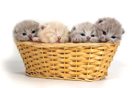 Four small british kittens sit in a wicker basket. One kitten is sleeping.の写真素材