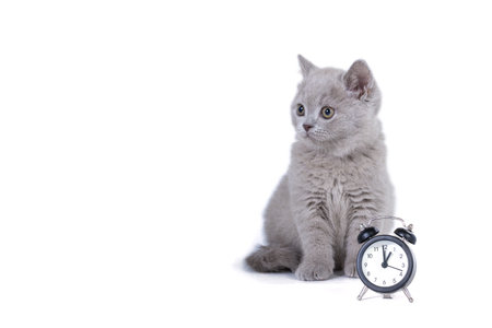 Charming purple fluffy British kitten sitting next to the clock. On white background. Have to go to...